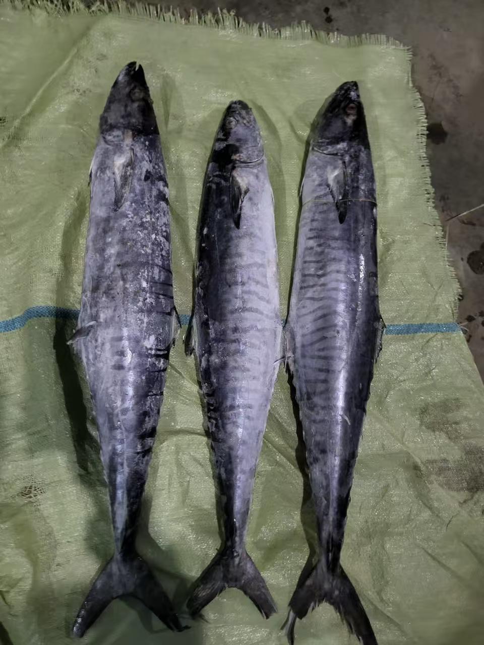 马鲛鱼船冻